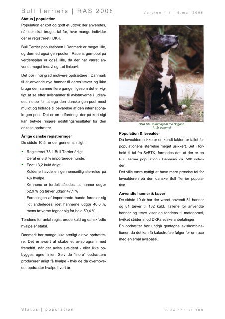 Racespecifik avls strategi for Bull Terriers - Engelsk Bull Terrier