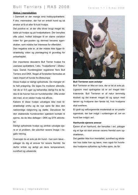 Racespecifik avls strategi for Bull Terriers - Engelsk Bull Terrier