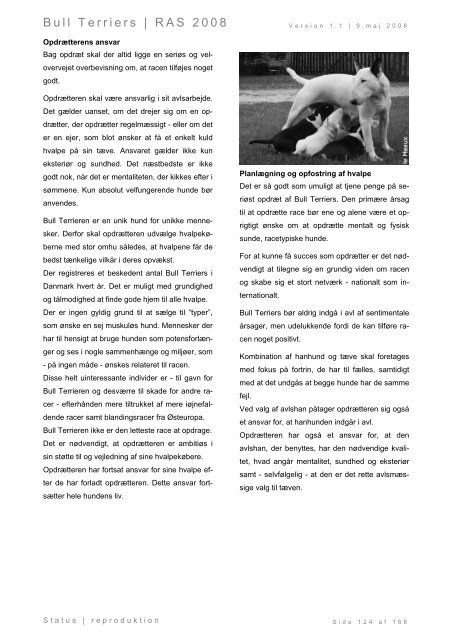 Racespecifik avls strategi for Bull Terriers - Engelsk Bull Terrier