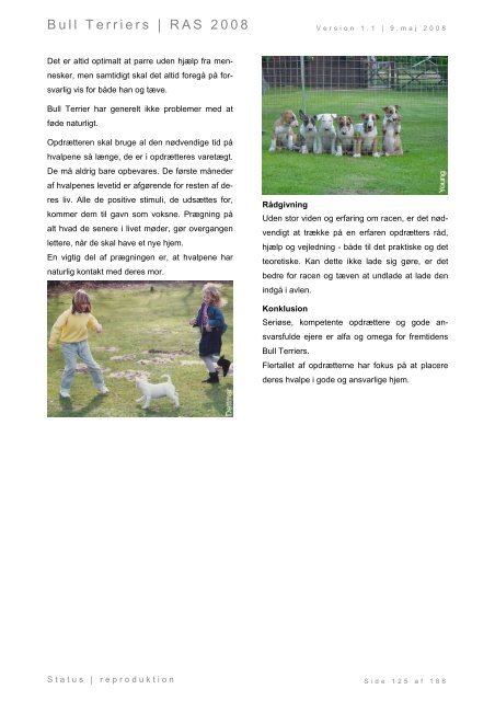Racespecifik avls strategi for Bull Terriers - Engelsk Bull Terrier