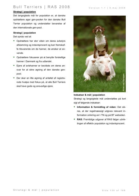 Racespecifik avls strategi for Bull Terriers - Engelsk Bull Terrier