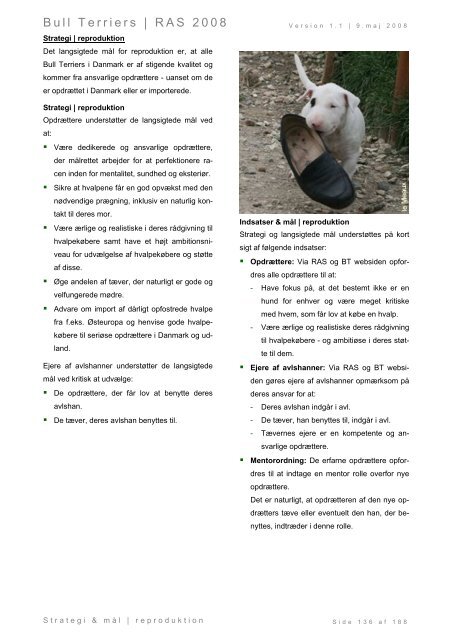 Racespecifik avls strategi for Bull Terriers - Engelsk Bull Terrier