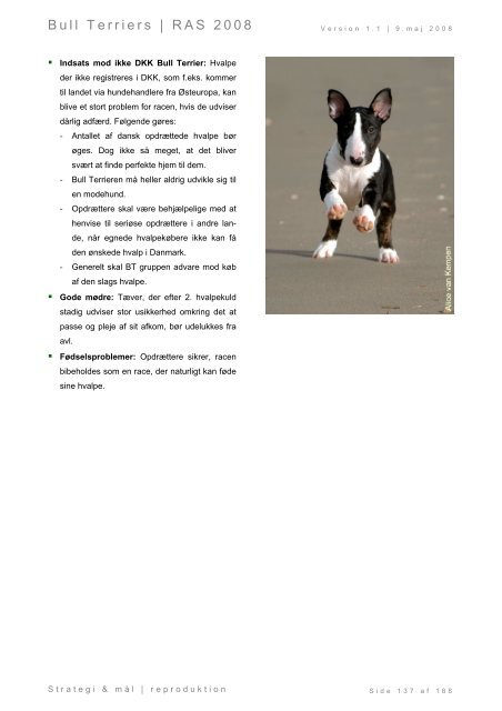 Racespecifik avls strategi for Bull Terriers - Engelsk Bull Terrier
