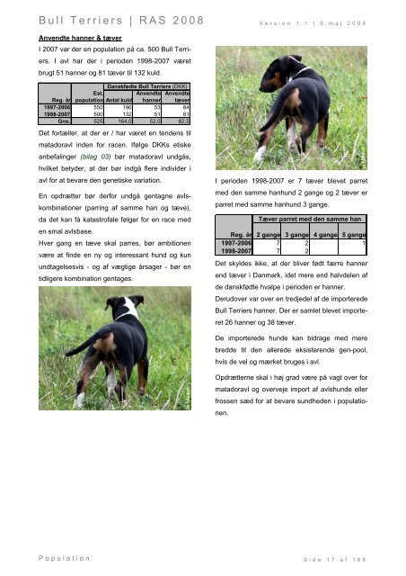 Racespecifik avls strategi for Bull Terriers - Engelsk Bull Terrier