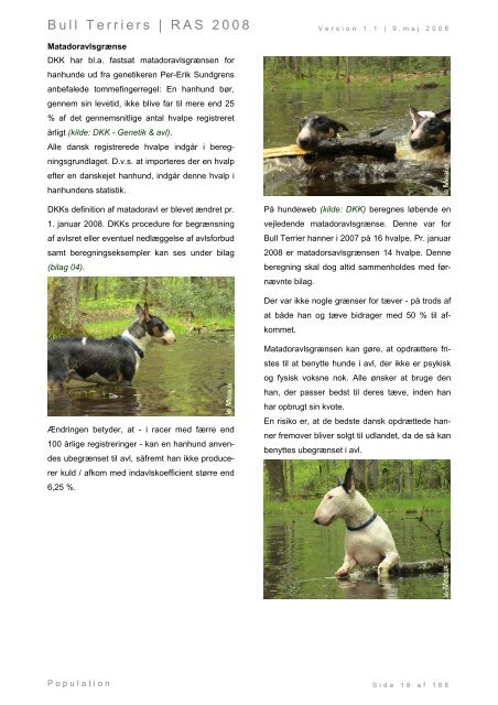Racespecifik avls strategi for Bull Terriers - Engelsk Bull Terrier