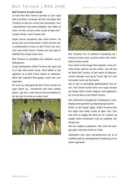 Racespecifik avls strategi for Bull Terriers - Engelsk Bull Terrier