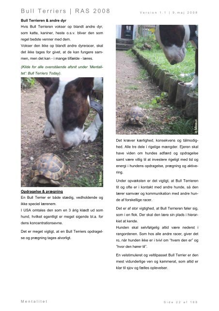 Racespecifik avls strategi for Bull Terriers - Engelsk Bull Terrier