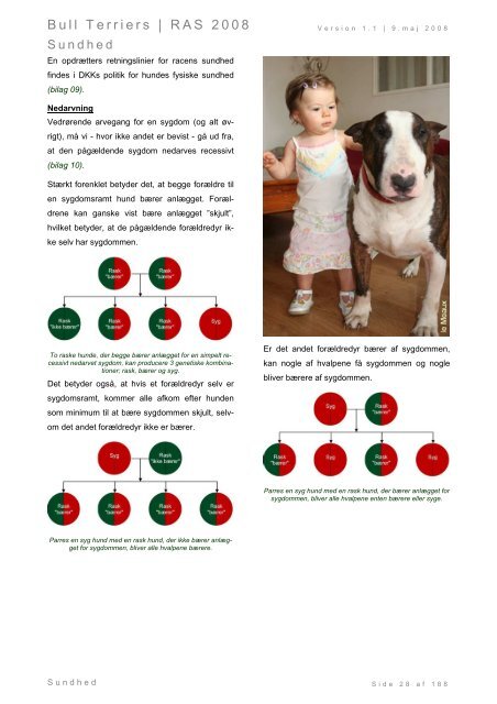 Racespecifik avls strategi for Bull Terriers - Engelsk Bull Terrier