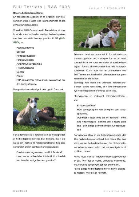 Racespecifik avls strategi for Bull Terriers - Engelsk Bull Terrier