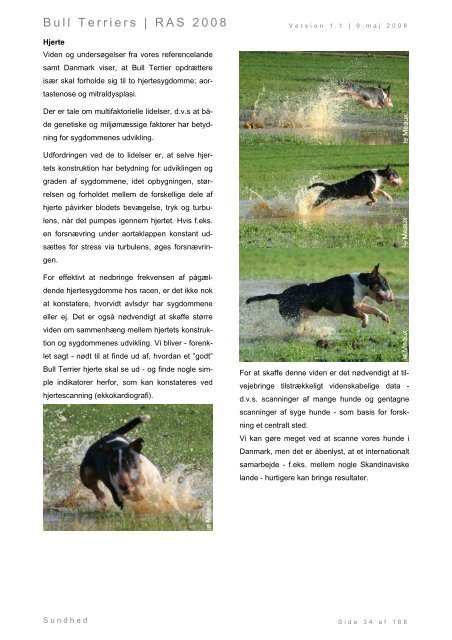 Racespecifik avls strategi for Bull Terriers - Engelsk Bull Terrier