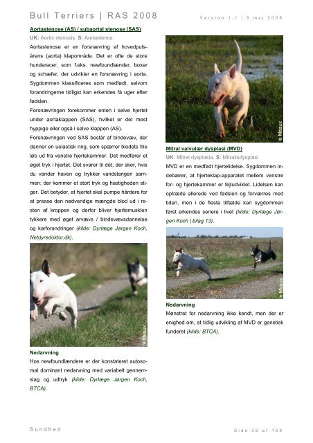 Racespecifik avls strategi for Bull Terriers - Engelsk Bull Terrier