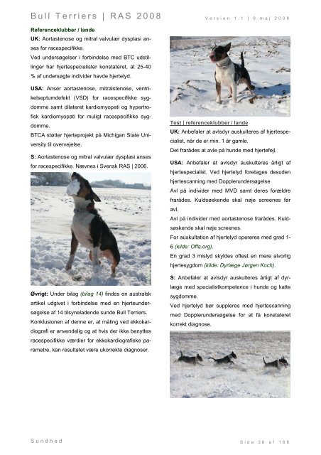 Racespecifik avls strategi for Bull Terriers - Engelsk Bull Terrier