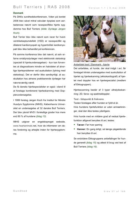 Racespecifik avls strategi for Bull Terriers - Engelsk Bull Terrier
