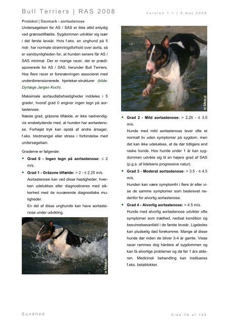 Racespecifik avls strategi for Bull Terriers - Engelsk Bull Terrier