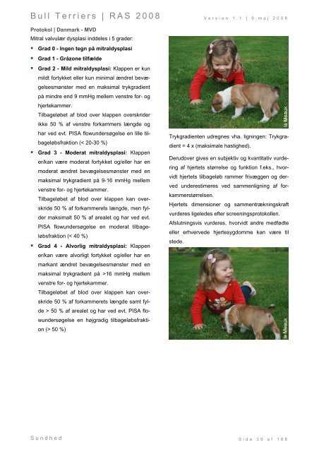 Racespecifik avls strategi for Bull Terriers - Engelsk Bull Terrier