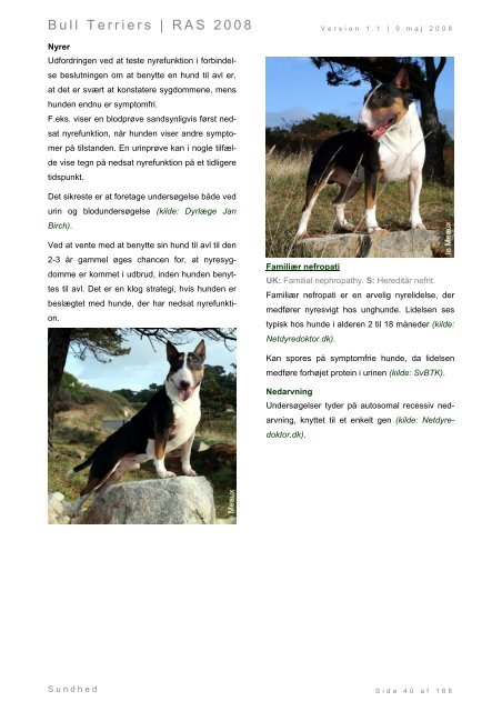 Racespecifik avls strategi for Bull Terriers - Engelsk Bull Terrier