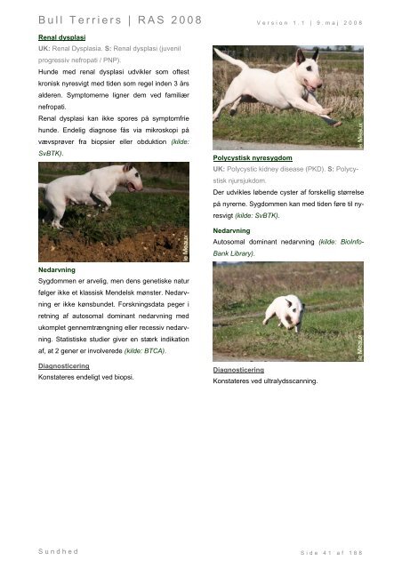 Racespecifik avls strategi for Bull Terriers - Engelsk Bull Terrier