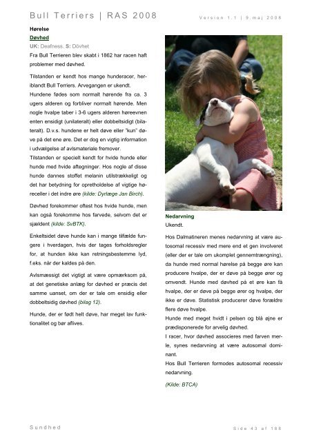 Racespecifik avls strategi for Bull Terriers - Engelsk Bull Terrier