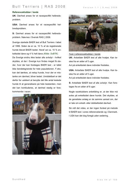 Racespecifik avls strategi for Bull Terriers - Engelsk Bull Terrier