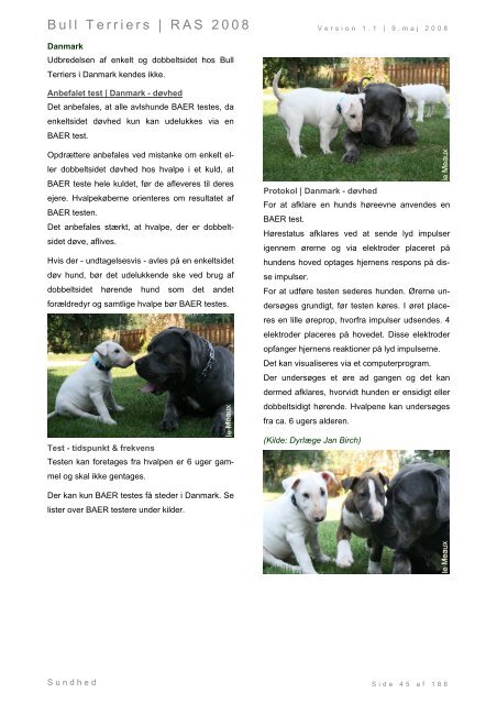 Racespecifik avls strategi for Bull Terriers - Engelsk Bull Terrier