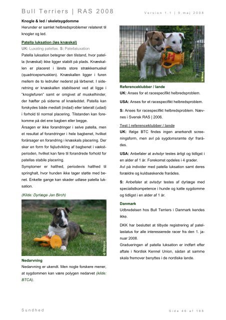 Racespecifik avls strategi for Bull Terriers - Engelsk Bull Terrier