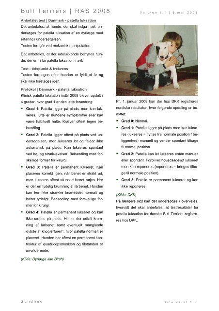 Racespecifik avls strategi for Bull Terriers - Engelsk Bull Terrier