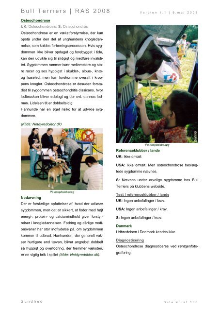 Racespecifik avls strategi for Bull Terriers - Engelsk Bull Terrier