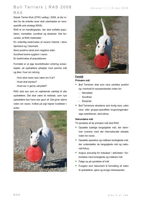 Racespecifik avls strategi for Bull Terriers - Engelsk Bull Terrier