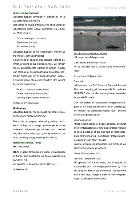Racespecifik avls strategi for Bull Terriers - Engelsk Bull Terrier