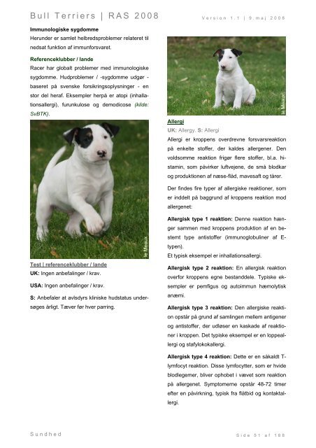Racespecifik avls strategi for Bull Terriers - Engelsk Bull Terrier