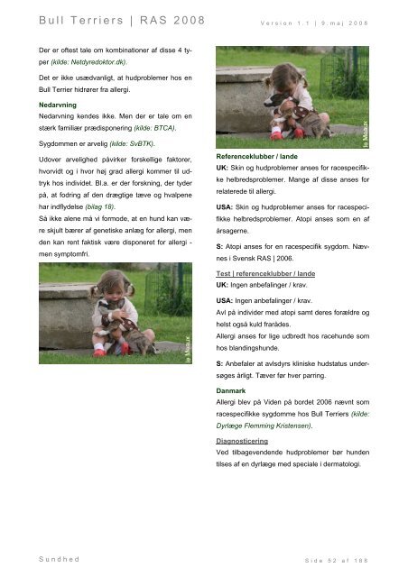 Racespecifik avls strategi for Bull Terriers - Engelsk Bull Terrier
