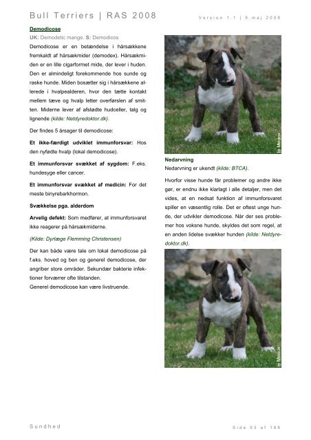 Racespecifik avls strategi for Bull Terriers - Engelsk Bull Terrier
