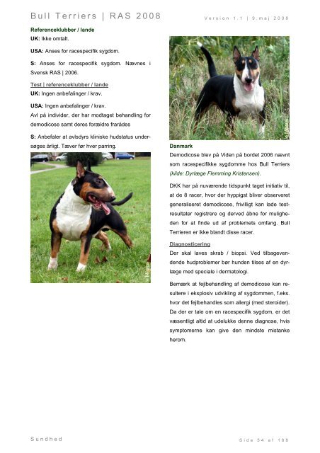 Racespecifik avls strategi for Bull Terriers - Engelsk Bull Terrier