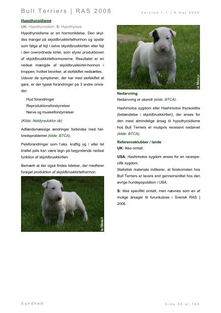 Racespecifik avls strategi for Bull Terriers - Engelsk Bull Terrier