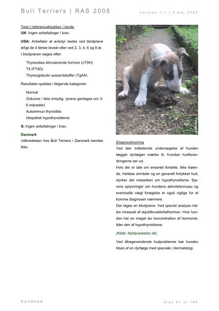 Racespecifik avls strategi for Bull Terriers - Engelsk Bull Terrier