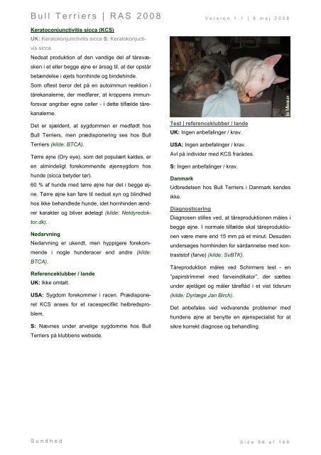 Racespecifik avls strategi for Bull Terriers - Engelsk Bull Terrier