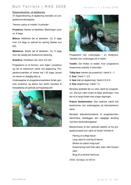 Racespecifik avls strategi for Bull Terriers - Engelsk Bull Terrier