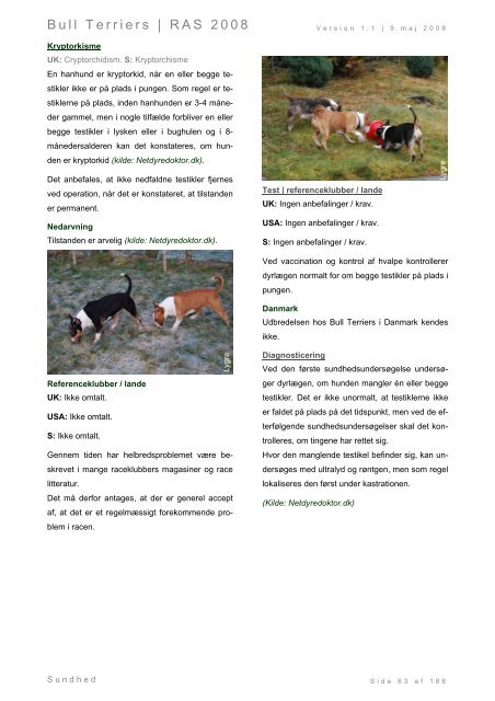 Racespecifik avls strategi for Bull Terriers - Engelsk Bull Terrier