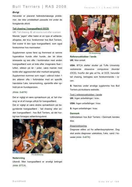 Racespecifik avls strategi for Bull Terriers - Engelsk Bull Terrier