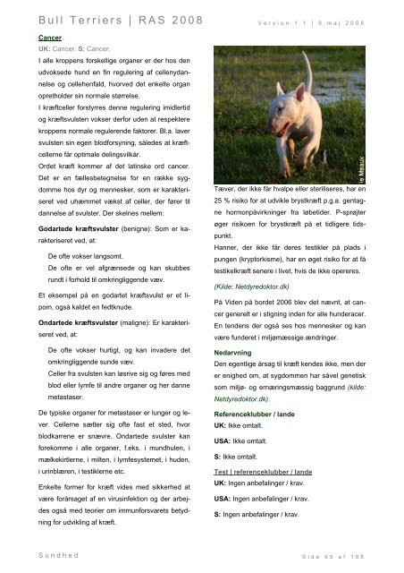 Racespecifik avls strategi for Bull Terriers - Engelsk Bull Terrier