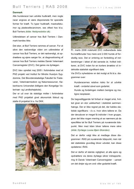 Racespecifik avls strategi for Bull Terriers - Engelsk Bull Terrier