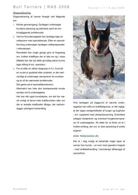 Racespecifik avls strategi for Bull Terriers - Engelsk Bull Terrier