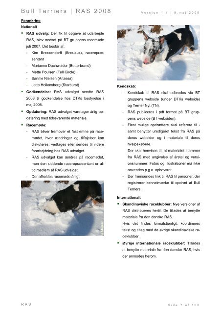 Racespecifik avls strategi for Bull Terriers - Engelsk Bull Terrier