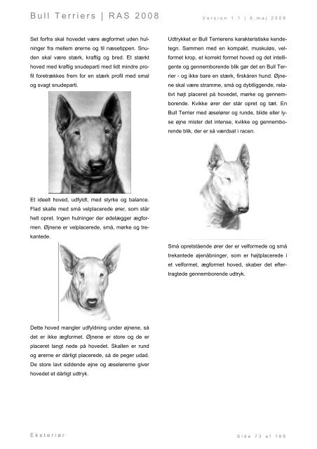 Racespecifik avls strategi for Bull Terriers - Engelsk Bull Terrier
