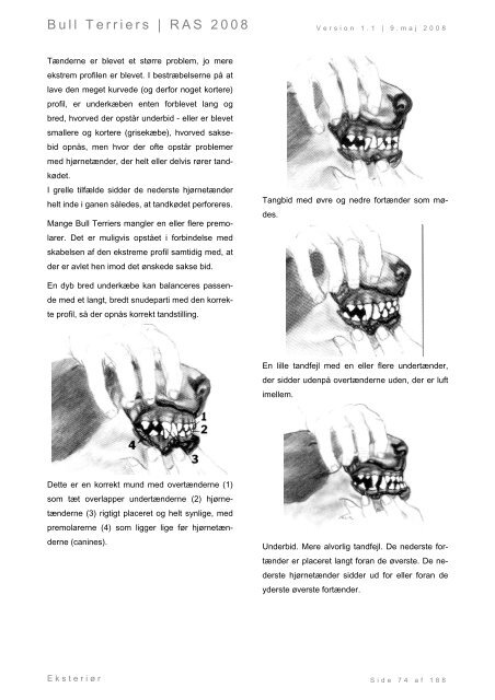 Racespecifik avls strategi for Bull Terriers - Engelsk Bull Terrier