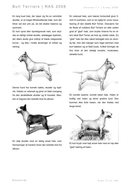 Racespecifik avls strategi for Bull Terriers - Engelsk Bull Terrier
