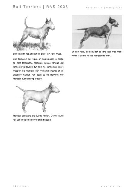 Racespecifik avls strategi for Bull Terriers - Engelsk Bull Terrier