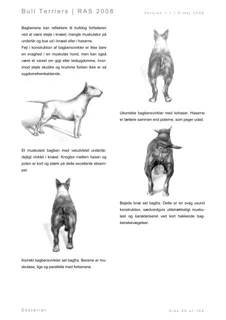 Racespecifik avls strategi for Bull Terriers - Engelsk Bull Terrier