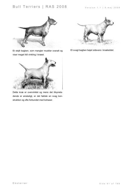 Racespecifik avls strategi for Bull Terriers - Engelsk Bull Terrier