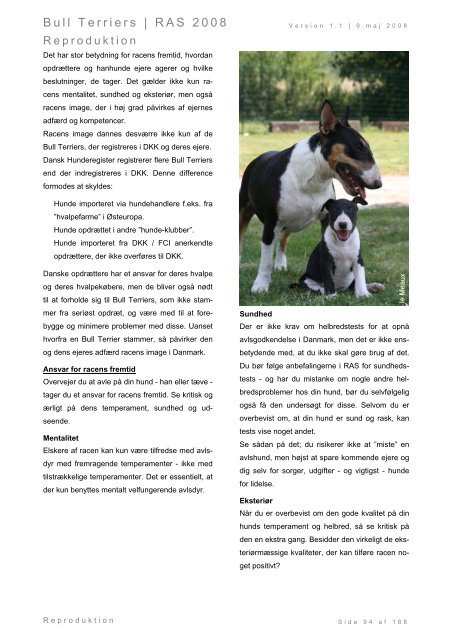 Racespecifik avls strategi for Bull Terriers - Engelsk Bull Terrier
